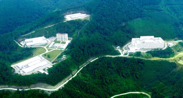 九鼎配资 供不应求，中国猪业陷入“猪精难求”境地